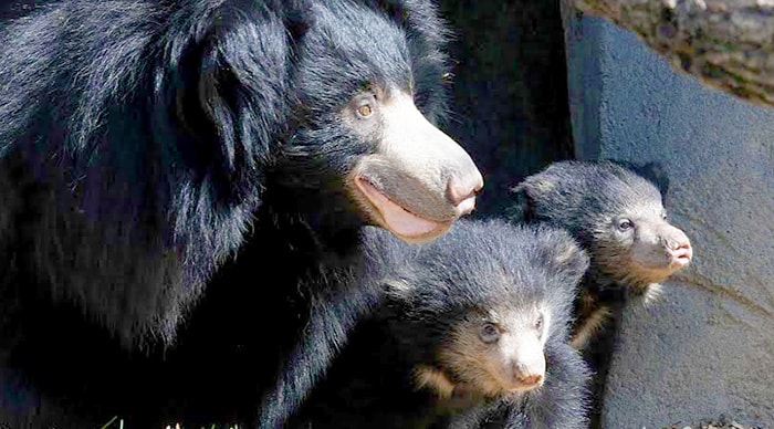 Jessore Sloth Bear Sanctuary, Banaskantha, Gujarat - Gujarat Expert