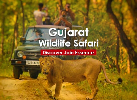 Gujarat Wildlife Safari Tour