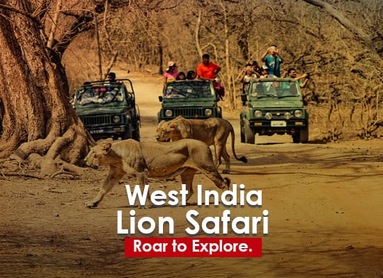 West India Lion Safari Tour